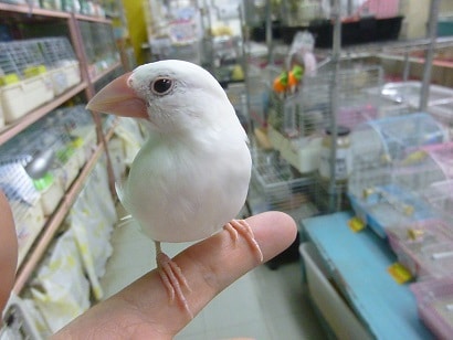 手乗りブンチョウ　白文鳥　ヒナ餌卒業済み