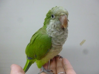 手乗りオキナインコ　ノーマル　ヒナ餌卒業済み