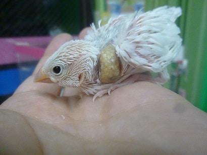 手乗りブンチョウ　白文鳥のヒナ