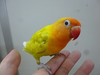 手乗りボタンインコ　ヤマブキイエロー　ヒナ餌卒業済み