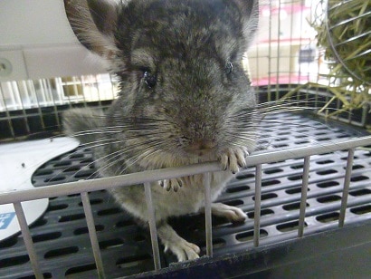 チンチラ　ノーマルグレーの女の子