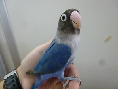 手乗りボタンインコ コバルト ヒナ餌卒業済み 手乗りボタンインコ コバルト ヒナ餌卒業済み