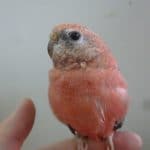 手乗りアキクサインコ　ローズの男の子　ヒナ餌卒業済み
