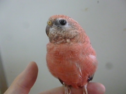 手乗りアキクサインコ　ローズの男の子　ヒナ餌卒業済み