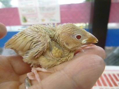 手乗りブンチョウ　シナモン文鳥　ヒナ