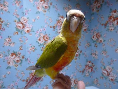 手乗りウロコインコ　パイナップル