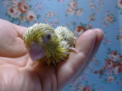 手乗りマメルリハ　パステルイエローファローの女の子