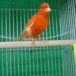 赤カナリア　ムフク