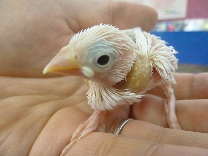 手乗りブンチョウ　白文鳥のヒナちゃん