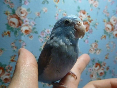 手乗りマメルリハ　コバルトの男の子　ヒナ餌卒業