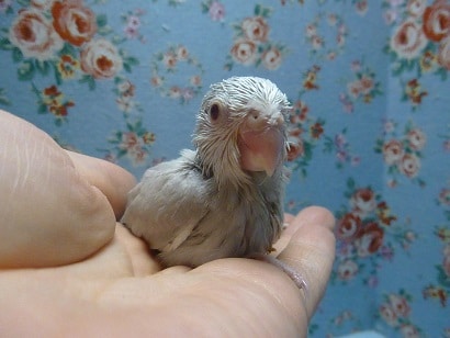 手乗りマメルリハ　アゲイトブルーの女の子！