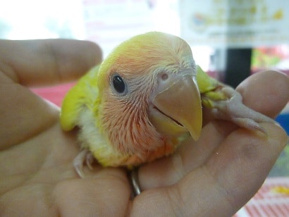手乗りコザクラインコ　ゴールデンチェリーのヒナ