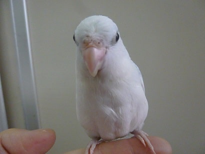 手乗りマメルリハ　アメリカンホワイトパイドの男の子