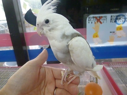 手乗りオカメインコ　WFパイド　ヒナ餌卒業済　