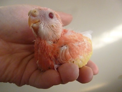 手乗りアキクサインコ　ルビノーのヒナちゃん