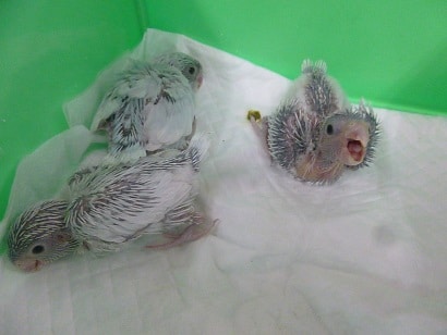 手乗りマメルリハ　アメリカンホワイトの女の子入舎