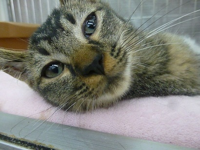 アメリカンカールMIXの女の子　ブラウン