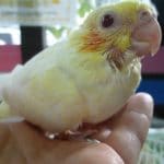手乗りオカメインコ　ルチノーパール　ヒナ