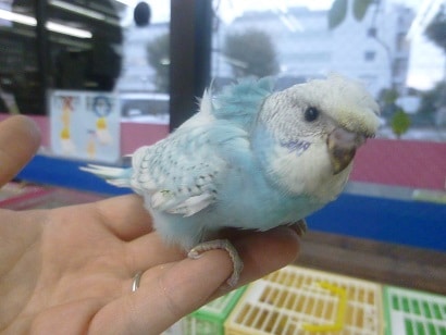 手乗り羽衣セキセイインコ　　ブルースパングル　ヒナ