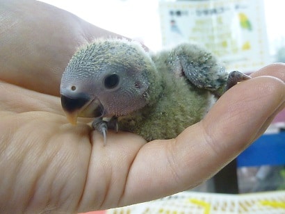 手乗りコザクラインコ　ノーマルのヒナちゃん