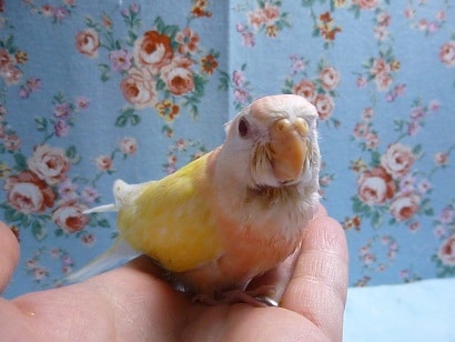 手乗りアキクサインコ　ルチノー　ヒナ