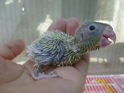 手乗りマメルリハ　アメリカンイエローの男の子