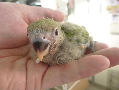 手乗りコザクラインコ　ノーマル　ヒナ