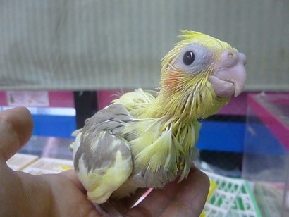 手乗りオカメインコ　シナモンパイド　ヒナ