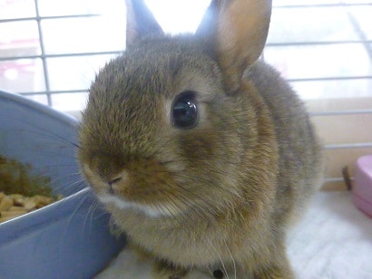 ドワーフラビット（ネザーランドドワーフ）　チェスナットの男の子