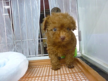 トイプードル　レッドの男の子