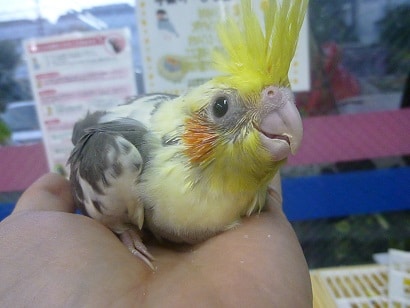 手乗りオカメインコ　パイドのヒナちゃん