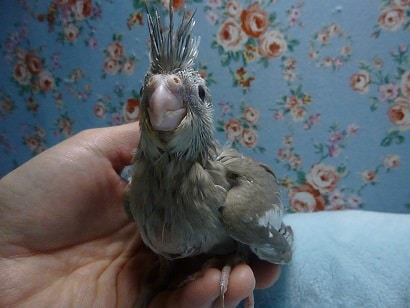 手乗りオカメインコ　WFシナモン　ヒナ