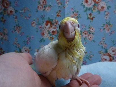 手乗りオカメインコ　ルチノー（白オカメ）　ヒナ
