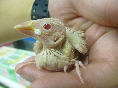 手乗りブンチョウ　シナモン文鳥のヒナ