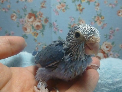 手乗りマメルリハ　コバルト　女の子のヒナ