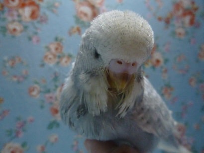 手乗りジャンボセキセイインコのヒナ