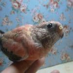 手乗りローズアキクサインコ　男の子　ヒナ餌卒業済み