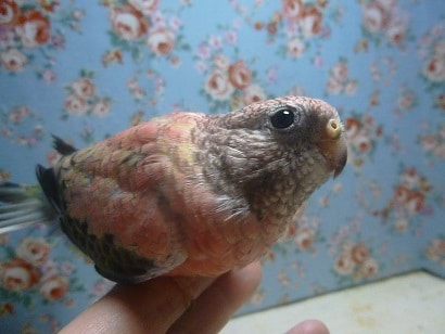 手乗りローズアキクサインコ　男の子　ヒナ餌卒業済み