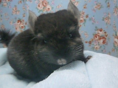 チンチラ　ブラックエボニー　男の子