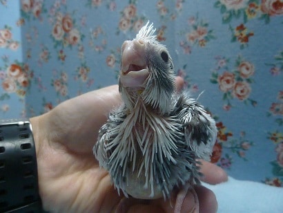手乗りオカメインコ　ホワイトフェイスパイドのヒナ