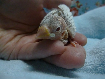 手乗りブンチョウ　シナモン文鳥のヒナ！