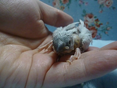 手乗りブンチョウ　シルバー文鳥　ヒナ