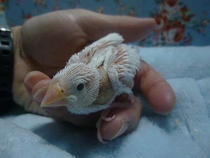 手乗りブンチョウ　白文鳥　ヒナ