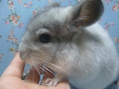 チンチラ　パイド男の子