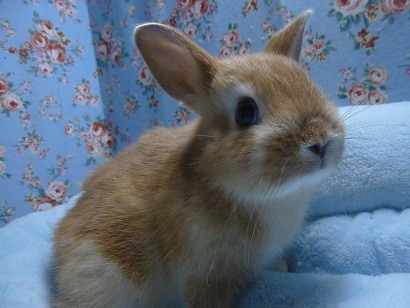 ドワーフラビット（ネザーランドドワーフ）　オレンジの男の子