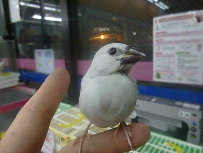 手乗りシルバー文鳥　