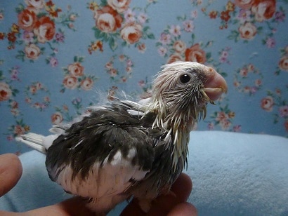 手乗りオカメインコ　WFパイドのヒナちゃん