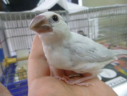 手乗りブンチョウ　シルバー文鳥　ヒナ餌卒業済み