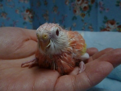 手乗りアキクサインコ　ルビノーのヒナ