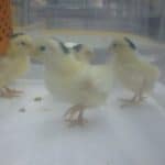 ゴイシチャボのひよこ